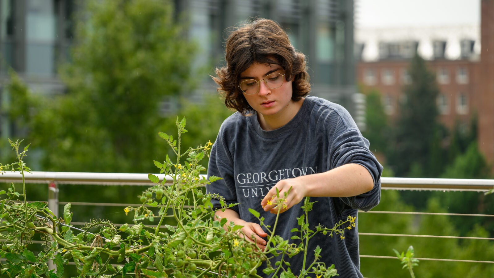 A Georgetown student tends to the Hoya Harvest Garden.